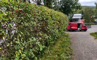 Orapihlajan leikkaus – Lue kuinka teet sen oikein!