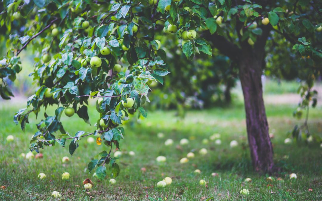 Omenapuiden leikkaus – lue selkeät ohjeet!