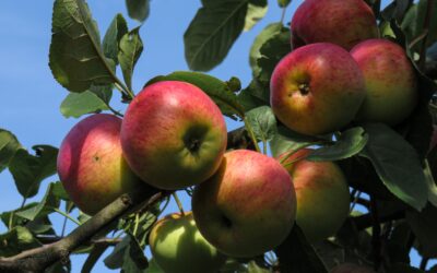 Omenapuun leikkaus keväällä – helpot ohjeet!