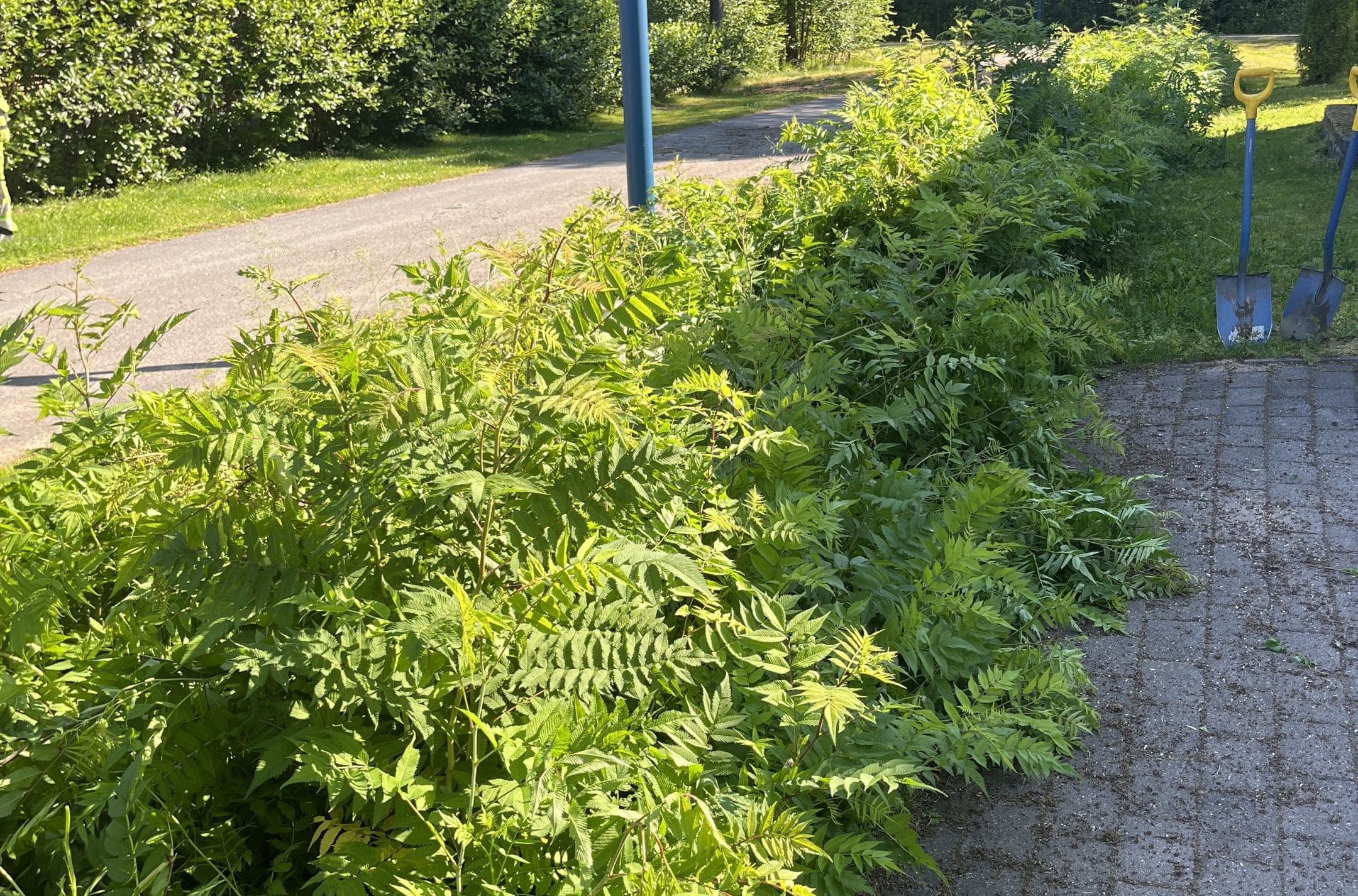 Viitapihlaja-angervon kasvustoa Viitapihlaja-angervon kasvustoa